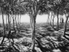 The Walk
